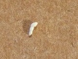 Foraminifera